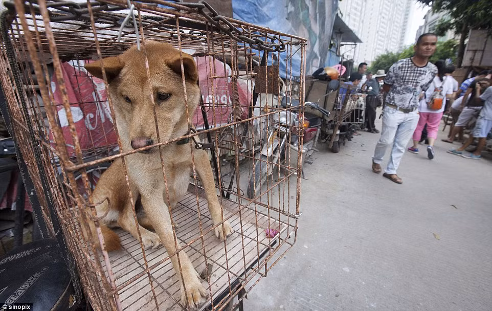 Mặc cho những lời kêu gọi và cảnh báo người dân, thương lái không nên giết hại, lạm sát loài chóđể làm thức ăn, người dân ở Ngọc Lâm nói riêng và người dân Trung Quốc nói chung vẫn không thể loại bỏ món thịt chó ra khỏi thực đơn của mình.(Nguồn Dailymail)
