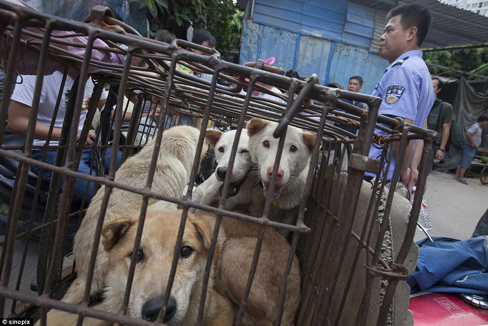 Có một số con chó tội nghiệp được những người tốt bụng cứu, mua về và nuôi, nhưng con số đó chỉ là muối bỏ bể so với hàng chục ngàn con chó bị giết mỗi năm chỉ trong hai ngày hạ chí.(Nguồn Dailymail)