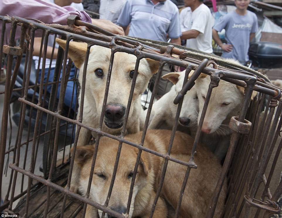Cách ngày hạ chí (21/6-22/6) vài ngày tại Ngọc Lâm, Quảng Tây, Trung Quốc các thương lái thịt chó lại rầm rộ thu mua hàng trăm, hàng ngàn con chó một ngày để phục vụ cho lễ hội ăn thịt chó hàng năm của địa phương. Vào dịp này, người ta lại giết thịt hàng chục ngàn con chó để làm các món ăn cho người dân và du khách.(Nguồn Dailymail)