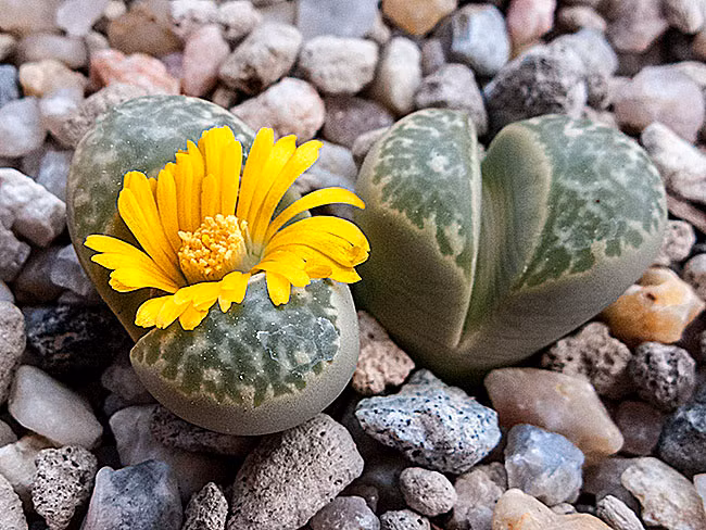 Hoa sỏi chỉ mọc ở sa mạc và nơi khô hạn, cây nở hoa tỏa mùi thơm ngát vào lúc trời mưa, sau đó sẽ nhanh chóng kết hạt, phát tán.