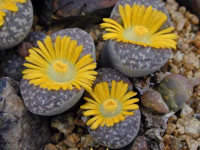 Cây sỏi đá không phải là một loài thực vật có độc, hoa của chúng cũng vậy. Trong thực tế, theo một số tài liệu cho thấy trẻ em ở một số nước châu Phi đôi khi ăn loại cây này như một cách để dập tắt cơn khát.