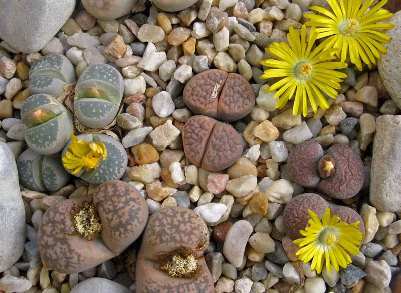 Hạt giống của hoa sỏi đá dễ nảy mầm, nhưng khi cây con còn nhỏ rất dễ bị tổn thương trong năm đầu tiên hoặc năm thứ hai.