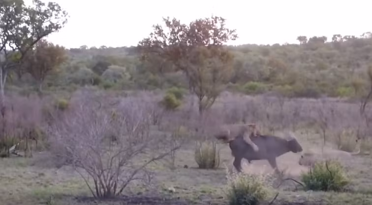 Một du khách có tên Neil Hull trong một lần ghé thăm khu bảo tồn động vật hoang dã Jock Lodges thuộc công viên quốc gia Kruger, Nam Phi ghi lại được cảnh tượng kinh hoàng khi đàn sư tử săn giết trâu rừng tội nghiệp, xé xác con mồi ngay bên lề trục đường chính.