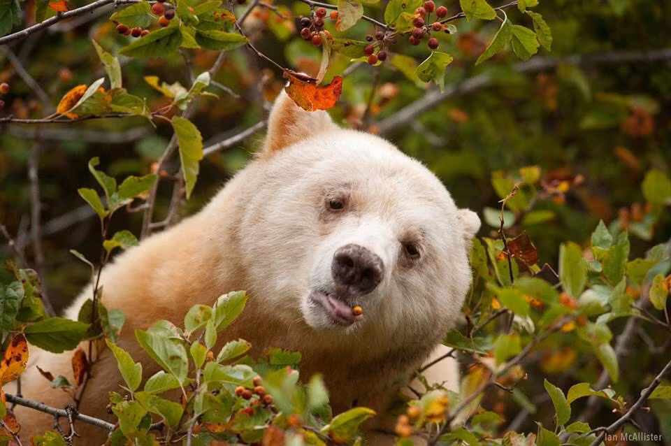 Chính vì thế, gấu thần linh được bảo tồn khá tốt, phát triển thuận lợi trong môi trường tự nhiên con đực trưởng thành có thể nặng đến 220kg, con cái khoảng 130 kg.