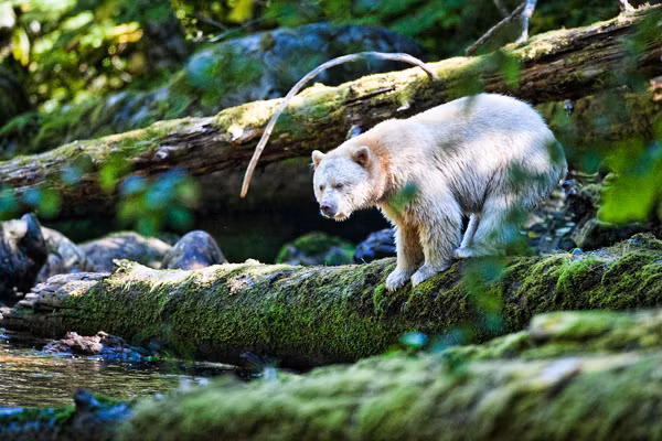 Đúng như cái tên, những con gấu thần linh uy quyền rất được người dân bản địa nơi đây tôn trọng. Họ không bao giờ săn bắt chúng hay tiết lộ vị trí của chúng cho những tay thợ săn.