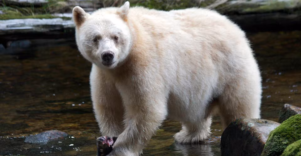 Về quan niệm dân gian, người ta cho rằng nếu xâm phạm tới những con gấu thần linh, họ sẽ phải chịu trừng phạt nặng nề. Gấu thần linh như một vị thần bảo hộ của rừng già, chừng nào nó còn tồn tại thì sự sống vẫn sẽ sinh sôi nảy nở. Khi gấu thần linh bị giết cũng là thời kỳ lụi bại tới.