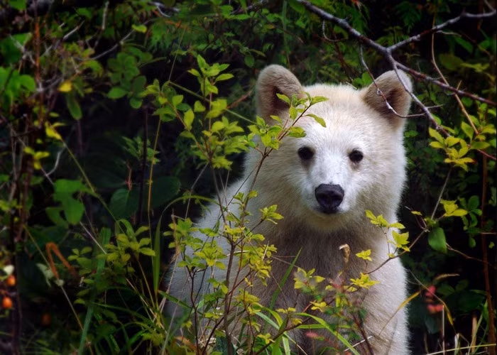 Món ăn chính của gấu thần linh Kermode là cá nhưng thi thoảng gấu cũng cũng cây, nhai một số loại trái cây có vị dễ chịu để đổi vị. Để bắt cá, gấu thần linh đi dọc các khe suối, khi săn được con cá thì gấu dùng bộ hàm sắc nhọn của mình cắn chặt con mồi và tha đi để ăn thịt.