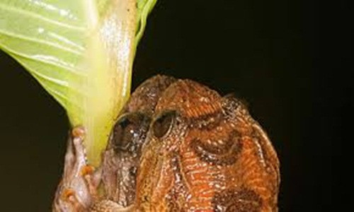 Sau khi phóng tinh, hoàn tất phần việc của mình, ếch đực sẽ rời đi. Trong khi đó, ếch cái chờ đợi để tinh chảy xuống từ lưng, rơi xuống đám trứng mình vừa đẻ để trứng được thụ tinh.