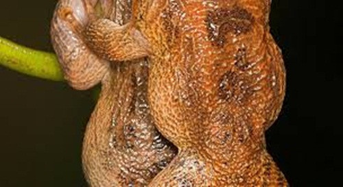 Trong suốt quá trình ếch đêm Bombay quan hệ, ếch đực và ếch cái không có bất cứ tiếp xúc cơ thể trực tiếp, thân mật nào. Nhiều người nói đùa đây là tư thế quan hệ dành cho những con ếch bị "ép uổng" hôn nhân, chỉ cần duy trì nòi giống, không phát sinh tình cảm.