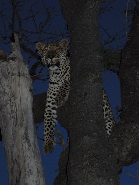 Sau khi báo đốm may mắn thoát hiểm, nó vẫn không buông lỏng cảnh giác. Ở trên cây cao báo đốm vẫn luôn quan sát, tìm cơ hội trốn thoát khỏi lãnh địa tử thần của bầy sư tử.