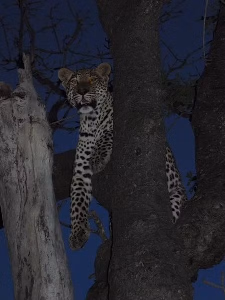 Sau khi báo đốm may mắn thoát hiểm, nó vẫn không buông lỏng cảnh giác. Ở trên cây cao báo đốm vẫn luôn quan sát, tìm cơ hội trốn thoát khỏi lãnh địa tử thần của bầy sư tử.