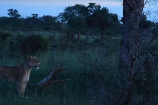 Ngay lúc báo đốm chạy đi, đàn sư tử đã quay lại truy sát nhưng tốc độ của báo đốm quá nhanh, khiến chúng chỉ biết nhìn báo đốm an vị trên cây.