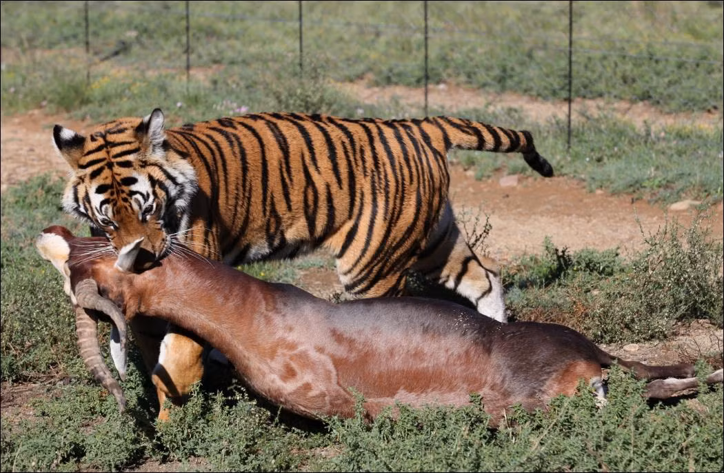 Là một mãnh thú bơi lội giỏi, loài hổ còn có khả năng giết chết con mồi ngay cả khi chúng đang bơi. (Nguồn Sina)