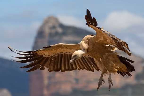 Dashik và Yehuda, hai con chim kền kền Griffon đực đã được ghi nhận phát sinh quan hệ tại vườn thú Jerusalem Biblical vào năm 1998. Sau khi có quan hệ, hai con chim kền kền đực đã làm tổ, thay phiên nhau ấp một quả trứng nhân tạo. Có vẻ như con người và động vật có nhiều điểm chung hơn chúng ta tưởng.