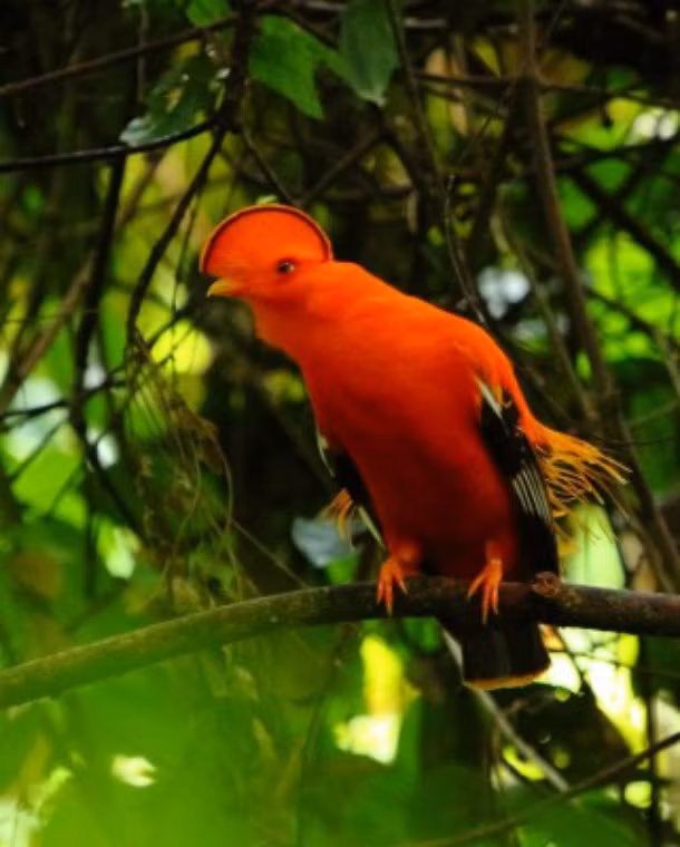Chim Rupicola rupicola là một loài chim trong họ Cotingidae, sinh sống ở các vùng núi phía bắc Nam Mỹ. Đây là loài chim cực kỳ nổi tiếng trong việc quan hệ đồng tính ở động vật. Gần 40% dân số loài tham gia vào các hoạt động đồng tính luyến ái, một số con đực thậm chí không bao giờ quan hệ với bất cứ con cái nào. Một nguồn tin còn khẳng định chim đực Rupicola rupicola thể hiện mình cực kỳ thỏa mãn khi quan hệ đồng giới.