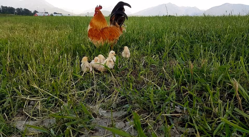 Xot xa canh ga trong nuoi con khi ga mai bi giet-Hinh-3