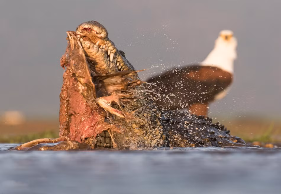Ngay cả một con đại bàng, bá chủ bầu trời cũng phát bực với con cá sấu khổng lồ khoe mẽ. Hình ảnh được chụp tại vườn quốc gia Kruger ở Nam Phi. (Nguồn Sina)