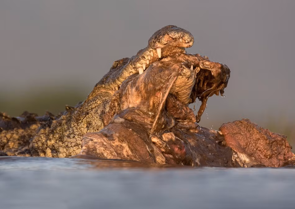 Sau khi cá sấu giết linh dương thành công, nó không vội vàng cắn nuốt bằng hết thịt, xương của con mồi tội nghiệp mà nhấm nháp từ từ, tận hưởng từng chút một vô cùng nhàn nhã. (Nguồn Sina)
