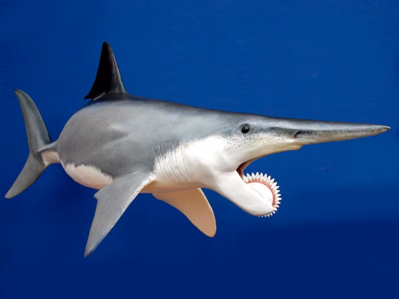 Helicoprion, loài thủy quái gây kinh hoàng với hàm răng lưỡi cưa xoay, có thể chẻ đôi bất cứ con mồi nào mà nó muốn nuốt. Nó đã sống sót qua thời kỳ Carbon, kỷ Permi, và ngay cả sự kiện tuyệt chủng lớn nhất trong lịch sử (thời kỳ 90% sự sống đã bị xóa sổ) nhưng lại bị tuyệt chủng trong giai đoạn Trias. (Nguồn Emgn)
