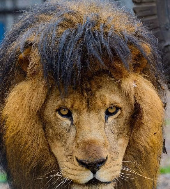 Kahn đến Trung tâm cứu hộ và giáo dục động vật hoang dã Texas' In-Sync Exotics vào tháng 3/2009. Sheila đến vào tháng 7 năm đó. Khi Kahn đến, phía cuối đuôi của chú sư tử đực đã trơ trụi. Những nhân viên cứu hộ tin rằng Kahn đã nhai đuôi của mình để giảm bớt căng thẳng, chán chường khi phải sống trong điều kiện bị bạc đãi. (Nguồn Dodo)