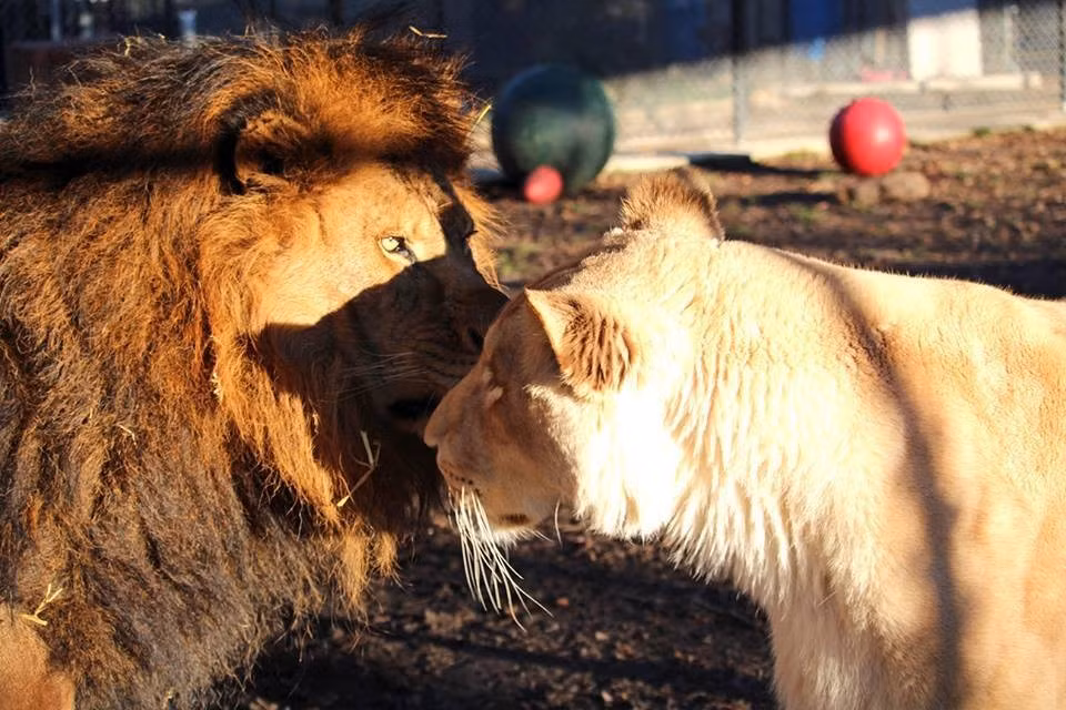 Sau khi được cứu giúp, Kahn và Sheila được thiết kế để gặp gỡ nhau, sống cạnh nhau. Lửa gần rơm lâu ngày cũng bén, ngay từ khi gặp gỡ, Sheila đã phải lòng Kahn. (Nguồn Dodo)