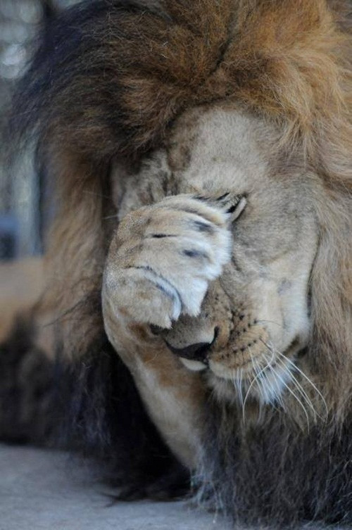 Kahn cũng gặp các vấn đề về xương, bị suy dinh dưỡng. Lúc mới đến trung tâm, Kahn rơi vào tình trạng khó đi lại, khó di chuyển, sợ hãi, chán nản và căng thẳng. Mặc dù vậy, Kahn rất thân thiện, trái ngược với Sheila. (Nguồn Dodo)