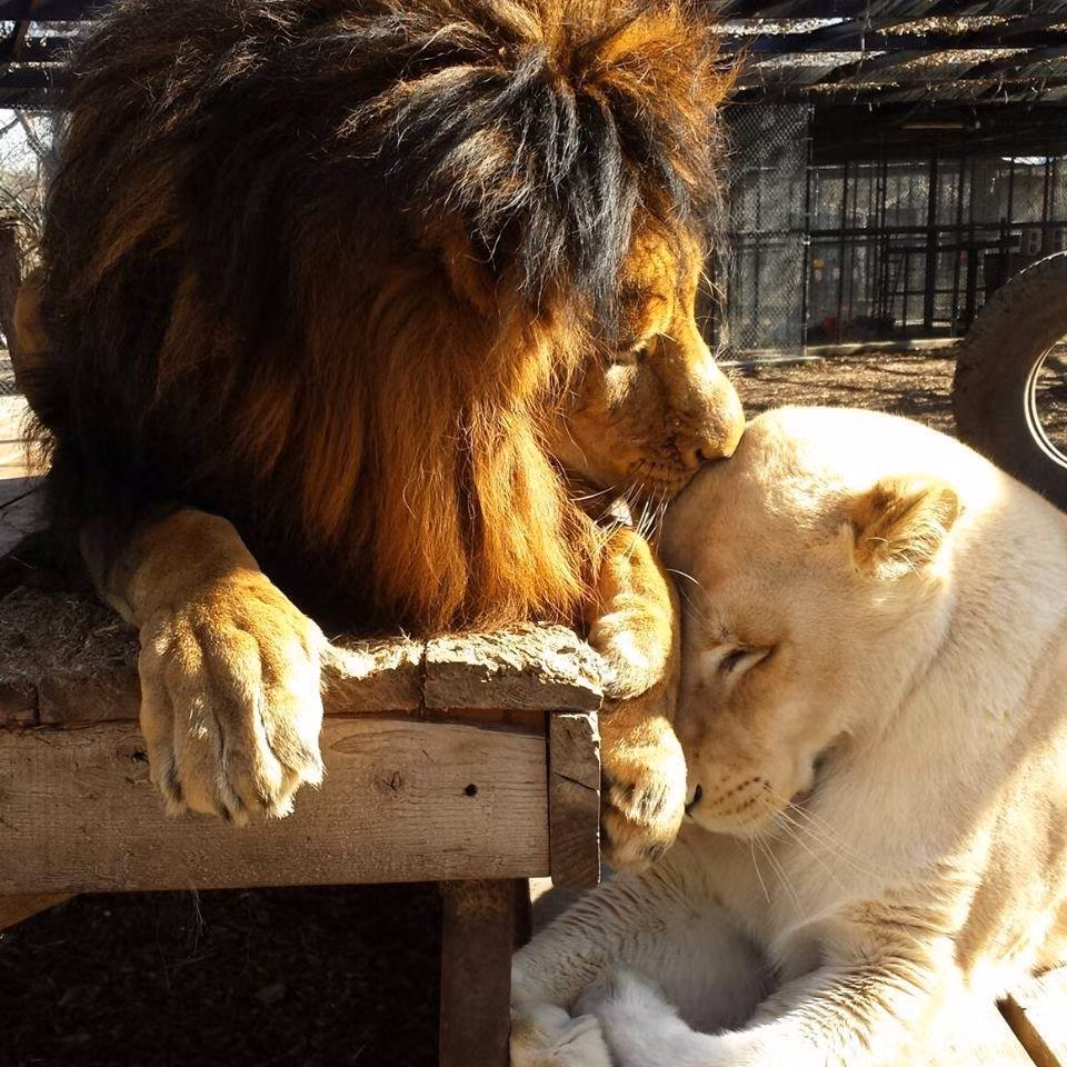 Kahn thường rất thoải mái, yêu chiều Sheila nhưng khi có con sư tử đực khác tiếp cận cô vợ trẻ của mình, Kahn cũng tỏ ra ghen tuông, khó chịu. Chàng sư tử đực lập tức đứng sát vợ mình và tuyên bố chủ quyền khi có kẻ dòm ngó. (Nguồn Dodo)