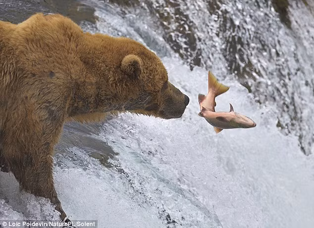 Trong quá trình săn mồi này, có nhiều con cá hồi thoát khỏi cú đớp của gấu nâu, nhưng cũng có những con cá xấu số, gặp vận rủi nhảy thẳng vào mồm của con gấu nâu khổng lồ. (Nguồn Dailymail)