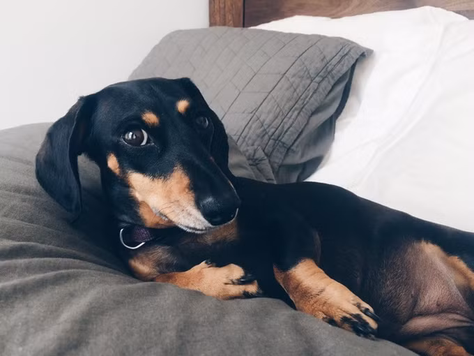 Vì Vivian luôn nghĩ là mình to lớn, vĩ đại nên Mitch đã hiện thực hóa mơ ước của cô chó cưng bằng photoshop. Thông qua những bức ảnh, Vivian đã trở thành một con chó khổng lồ, giống như một thần thú bảo hộ và điều này làm cô chó vô cùng mãn nguyện. (Nguồn Bored Panda)