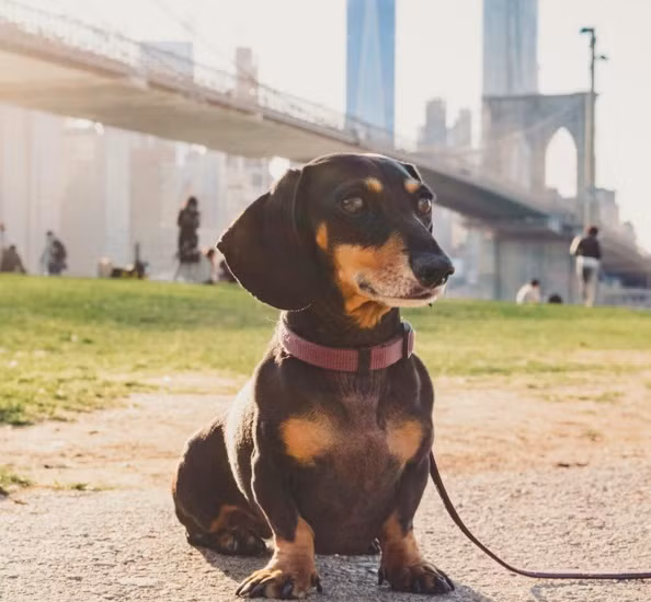 Nhiều người đồng ý rằng Vivian thực sự rất đáng yêu, khuôn mặt đầy biểu cảm và trí tưởng tượng phong phú của nó cũng rất hợp để làm người mẫu động vật. Những người hâm mộ Vivian và hành trình du lịch của cô chó xúc xích luôn mong chờ hình ảnh mới của cô nàng. (Nguồn Bored Panda)