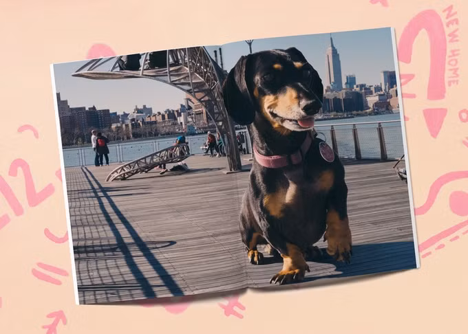 Cùng với chủ nhân, Vivian đã đi du lịch khắp nước Mỹ. Sau khi được Mitch Boyer nhận nuôi, cô chó đáng yêu đã sống ở 4 tiểu bang, 5 thành phố và 10 căn hộ hoặc nhà khác nhau. Cuối cùng, cặp đôi dừng chân tại Brooklyn và định cư tại nơi này. (Nguồn Bored Panda)