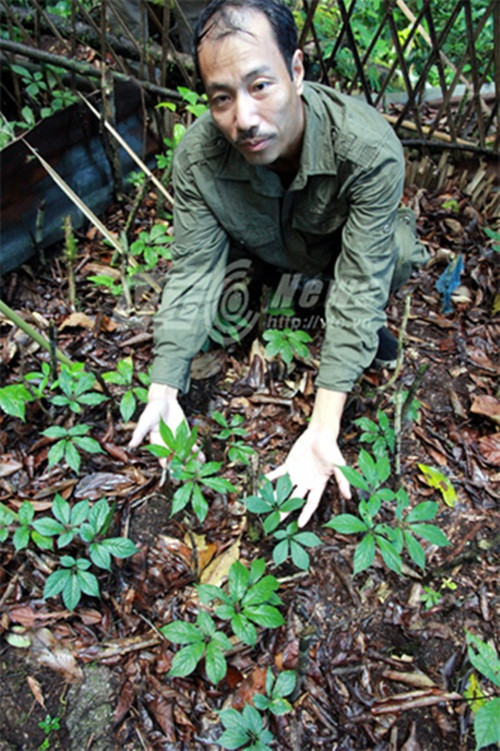 Chuyen la: Ca lang dao sam ban nhu khoai lang-Hinh-2