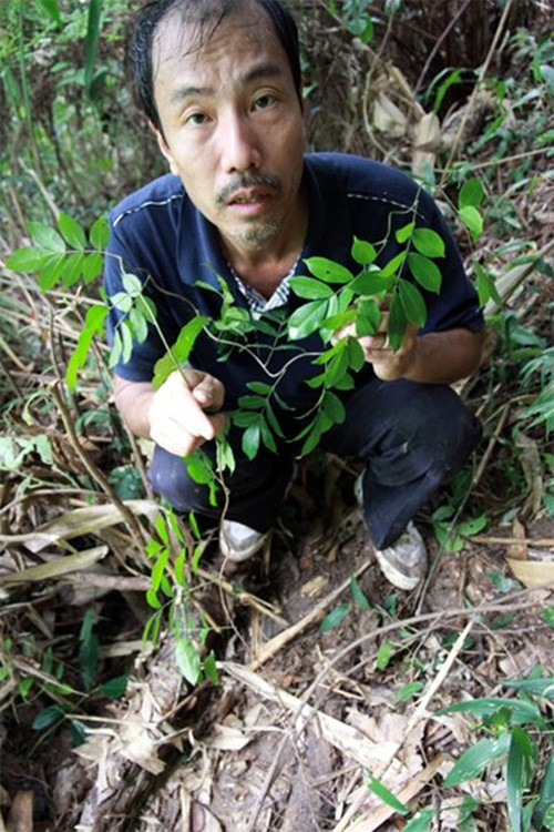 Chuyen la: Ca lang dao sam ban nhu khoai lang-Hinh-4