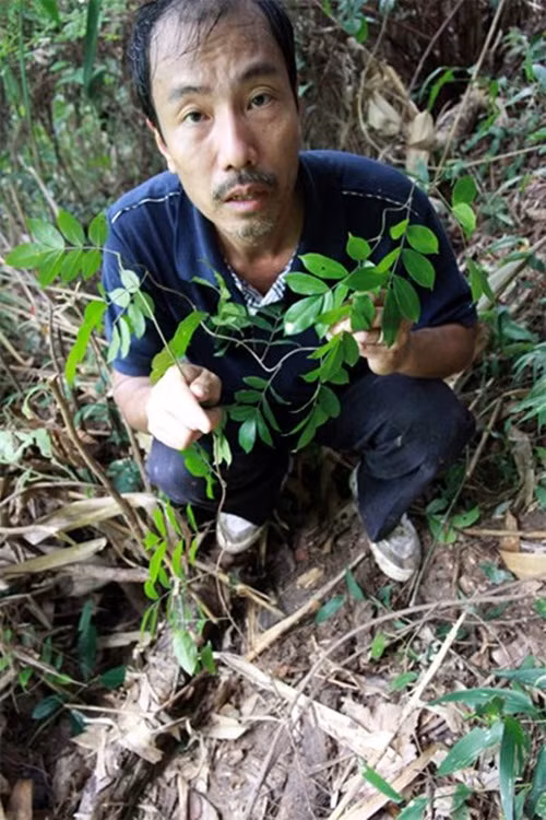 Chuyen la: Ca lang dao sam ban nhu khoai lang-Hinh-4
