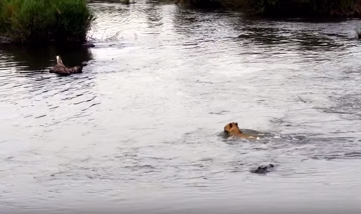 Nó không ngờ rằng hành động dại dột của mình nhanh chóng lọt vào mắt của một con cá sấu tử thần đang ẩn mình dưới lòng sông.