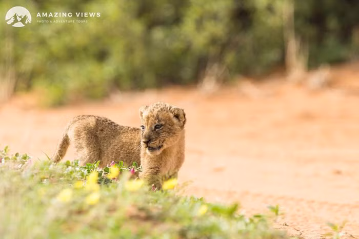 Khi tới Mabuasehube, nhiếp ảnh gia Thomas Brühlmann và nhóm của mình hi vọng sẽ ghi lại được những hình ảnh thú vị, kịch tính về những con sư tử châu Phi. Không ngờ những hình ảnh mà họ chụp được lại ấn tượng và đau lòng như vậy. (Nguồn Africa Geographic)