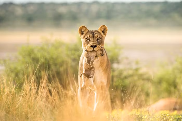 Đau xót nhìn đứa con của mình bị giết hại nhưng sư tử mẹ không thể làm gì. Nó ngậm chặt đứa con còn lại của mình và nhìn về phương hướng con mình vừa bị giết chết. (Nguồn Africa Geographic)