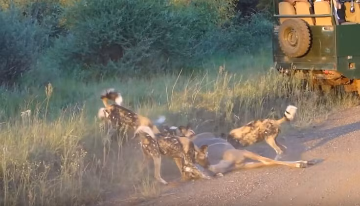 Cuối cùng một con chó hoang cắn chặt vào cổ họng của linh dương cái.