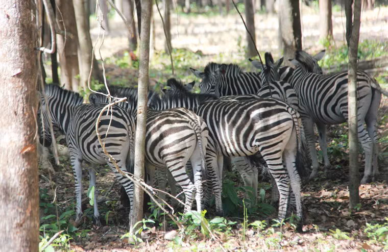 Các loài thú quý hiếm đã được đưa về từ 10 chuyên cơ đã có mặt tại Safari Phú Quốc như Hổ Bengal, Linh dương A Rập, Linh dương sừng xoắn, Vượn cáo trắng đen...