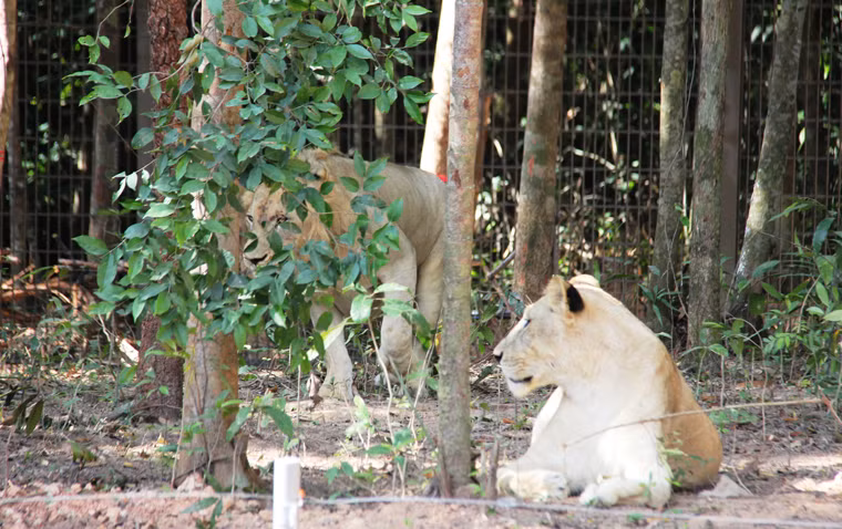 "Bộ sưu tập sẽ liên tục được cập nhật, nâng cấp trong thời gian tới", đại diện Vinpearl Safari, cho biết.