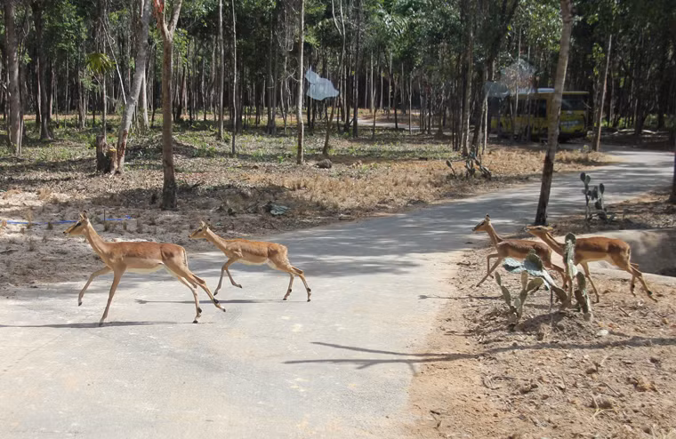 Hình ảnh muôn thú dập dìu trong rừng những tưởng chỉ được thấy trong phim ảnh, chuyện cổ tích...thì nay du khách khách đã có thể nhìn tận mắt tại Safari Phú Quốc.