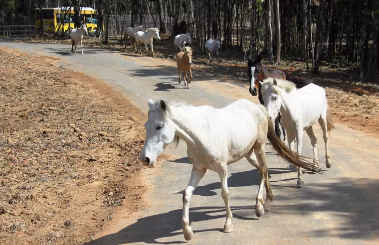 Được biết Công viên Safari Phú Quốc đang sở hữu những bộ sưu tập động vật quý hiếm với số lượng lớn hàng đầu Việt Nam...