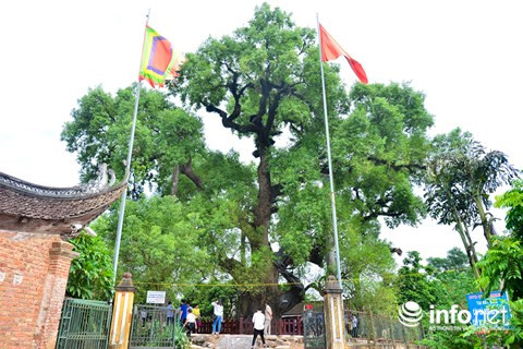 Người dân xã Tiên Lục, huyện Lạng Giang đều gọi cây dạ hương cổ này là “cụ”. Các cụ bô lão trong thôn kể lại rằng, từ nhiều đời trước các cụ đã thấy cây to và đẹp. Trước kia trong ngọc phả của thôn còn ghi lại câu chuyện vua Lê Cảnh Hưng (1740-1786) khi đi ngang qua thôn, thấy cây dã hương to, đẹp đã sắc phong cho cây là “Quốc chúa đô mộc Dã Đại vương” (nghĩa là cây dã hương lớn nhất nước).