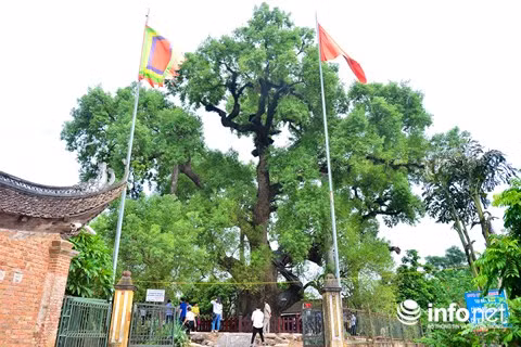 Người dân xã Tiên Lục, huyện Lạng Giang đều gọi cây dạ hương cổ này là “cụ”. Các cụ bô lão trong thôn kể lại rằng, từ nhiều đời trước các cụ đã thấy cây to và đẹp. Trước kia trong ngọc phả của thôn còn ghi lại câu chuyện vua Lê Cảnh Hưng (1740-1786) khi đi ngang qua thôn, thấy cây dã hương to, đẹp đã sắc phong cho cây là “Quốc chúa đô mộc Dã Đại vương” (nghĩa là cây dã hương lớn nhất nước).