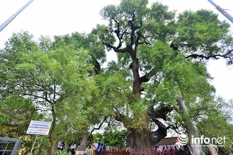 Năm 1989, Bộ Văn hóa - Thông tin đã xếp cây dã hương ở Bắc Giang nằm trong quần thể cụm Di tích quốc gia (gồm cây dã hương, Đình Viễn Sơn, chùa Phúc Quang, đình Thuận Hòa).