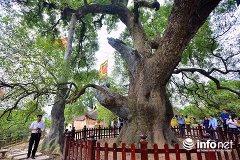 Cây có dáng bề thế, uy nghi. Chu vi thân cây chỗ to nhất là 17,4m, khoảng tám người dang tay ôm mới hết. Chiều cao của cây là 36m, tán thân cây che phủ gần 2 sào đất. Trên ngọn cây có những cành đã khô nhưng vẫn rất vững vàng. Lớp vỏ cây dày trung bình khoảng 15cm.