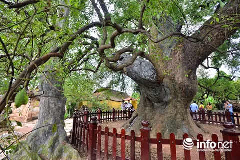 Dân làng ở đây lưu truyền rằng, cây dã hương ở đất Bắc mà vươn tới tận Huế, vì có một vị quan về đây chặt một đoạn rễ đem về kinh thành Huế để tiến vua; cây dã hương ở trời Nam mà cành sang tận trời Tây (ấy là năm 1905, toàn quyền Đu-me đã cưa một cành dã hương ở đây và cho người làm thành hai cây thánh giá làm lưu niệm và năm 1932, ảnh cây dã hương đã được trưng bày ở Hội chợ Mác-Xây Pháp)