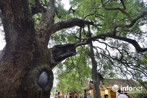 Hiện nay cây dã hương đã được nhà nước coi là Di sản quốc gia, hàng ngày có rất nhiều đoàn khách về đây không chỉ để chiêm ngưỡng, cảm nhận vẻ đẹp của cây dã hương nghìn năm tuổi.