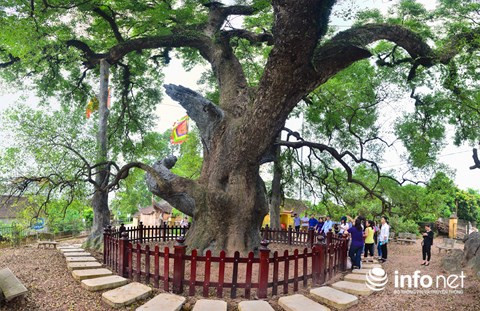 ...Năm 1975 cành phía Tây gãy gắn với sự kiện giải phóng miền Nam thống nhất đất nước; Năm 1984 cành phía Tây Bắc gãy gắn với sự kiện “khoán 10” và cành ở đỉnh ngọn phía Nam gãy vào chiều 22/10/2006, thì 16 ngày sau Việt Nam gia nhập Tổ chức Thương mại thế giới.