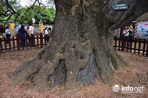 Cho đến nay chưa có tài liệu nào xác định chính xác tuổi đời của cây dã hương này, nhưng theo người dân ở nơi đây thì vẫn gọi là cây dã hương ngàn năm tuổi.